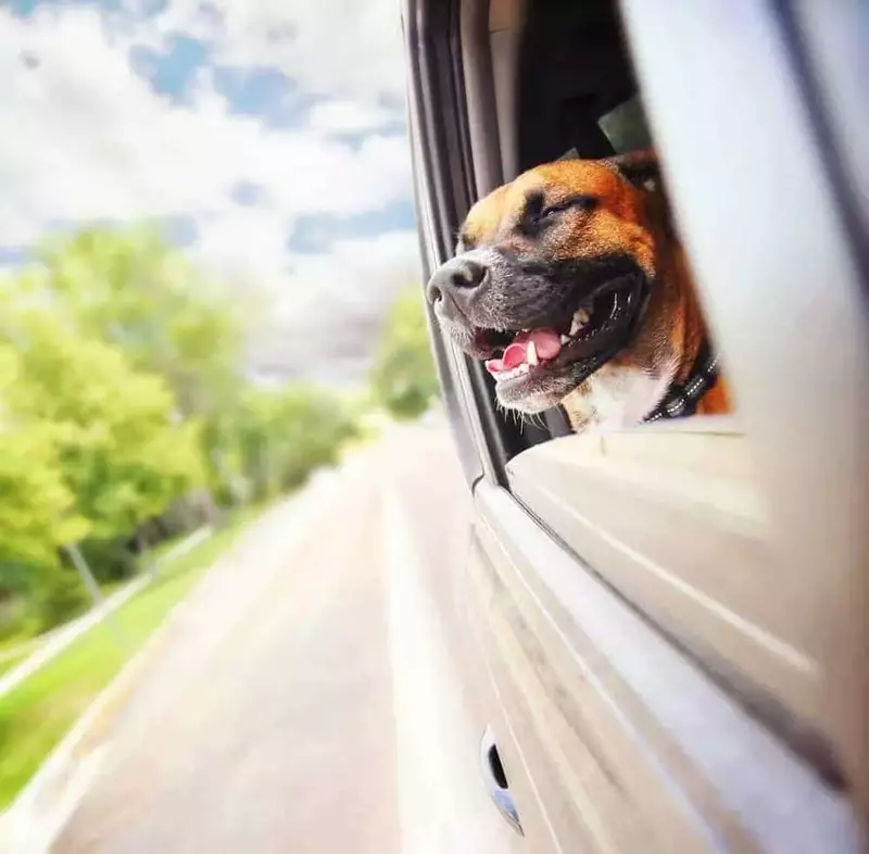 Dog hanging head out car window
