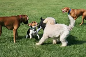 dogs-at-the-dog-park-300x200-1