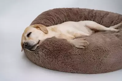 Dog Bed