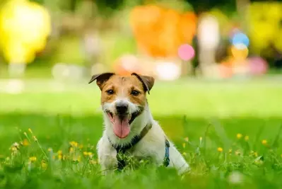 dog laying in the grass