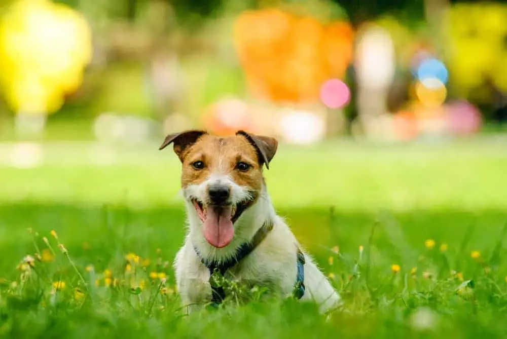 dog laying in the grass