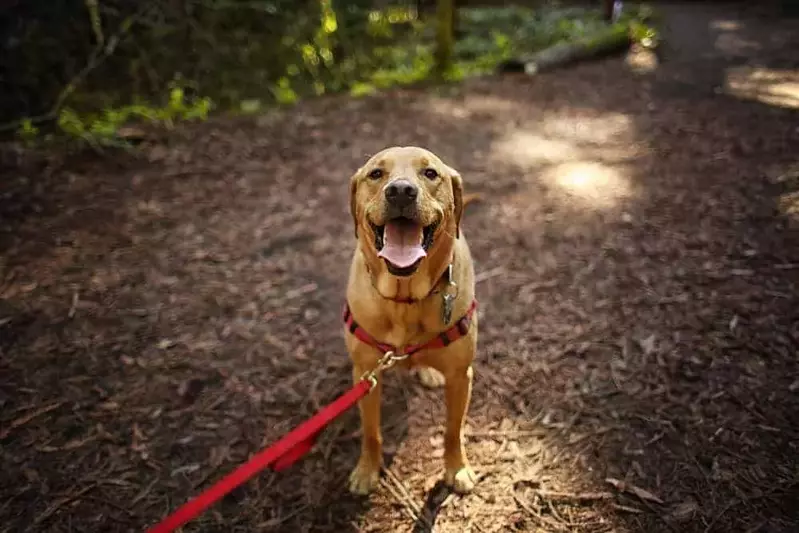 dog on a leash on a hiking trail