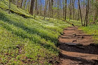 porters creek trail is one of the top hikes in the great smoky mountains for large groups
