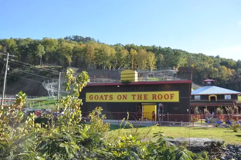 goats on the roof