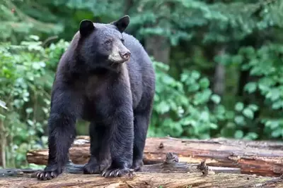 black bear