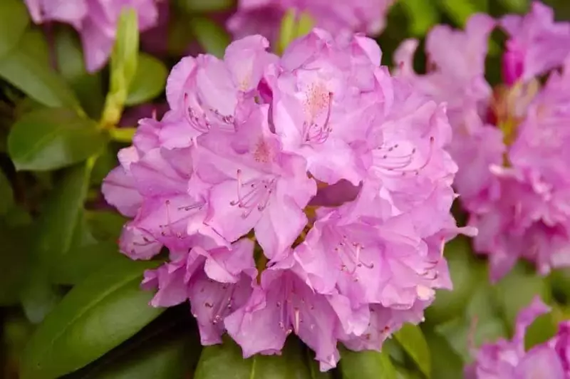 pink rhododendron