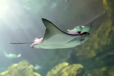 stingray at ripley's aquarium of the smokies