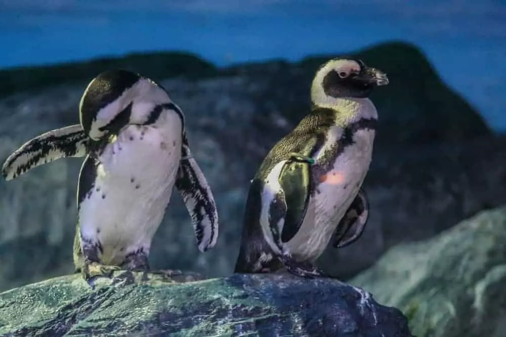 penguins at ripley's aquarium
