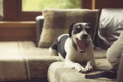 dog yawning on couch in cabin