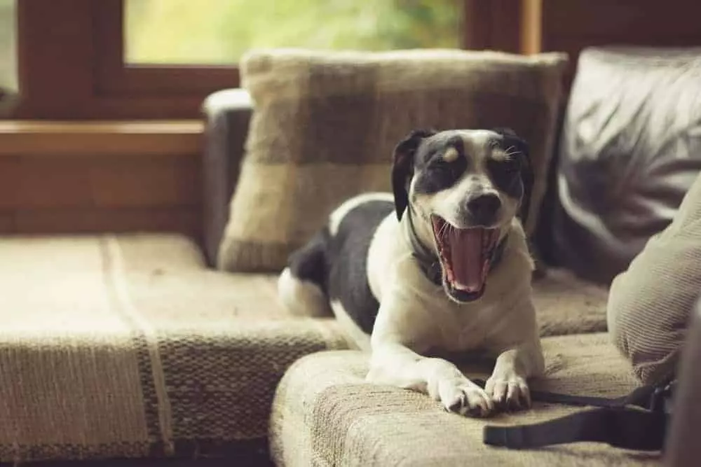 dog yawning on couch in cabin