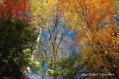 beautiful fall colors on trees in Smoky Mountains