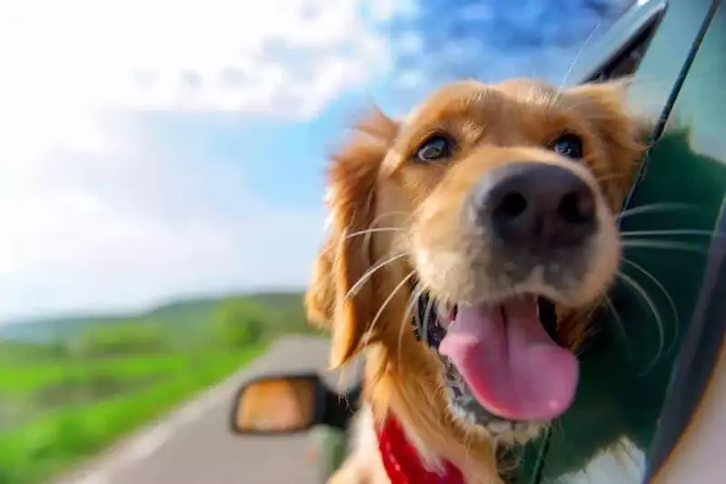 Dog hanging his head out the window of a car