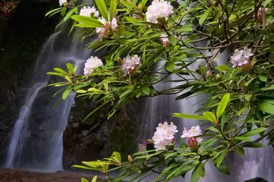Smoky Mountain waterfall in the spring