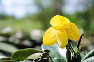 Spring wildflowers are part of Easter in the Smoky Mountains