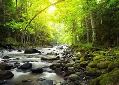 peaceful Smoky Mountain view