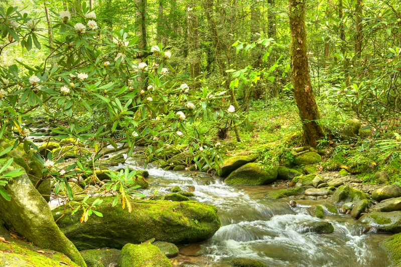 smoky mountains spring river