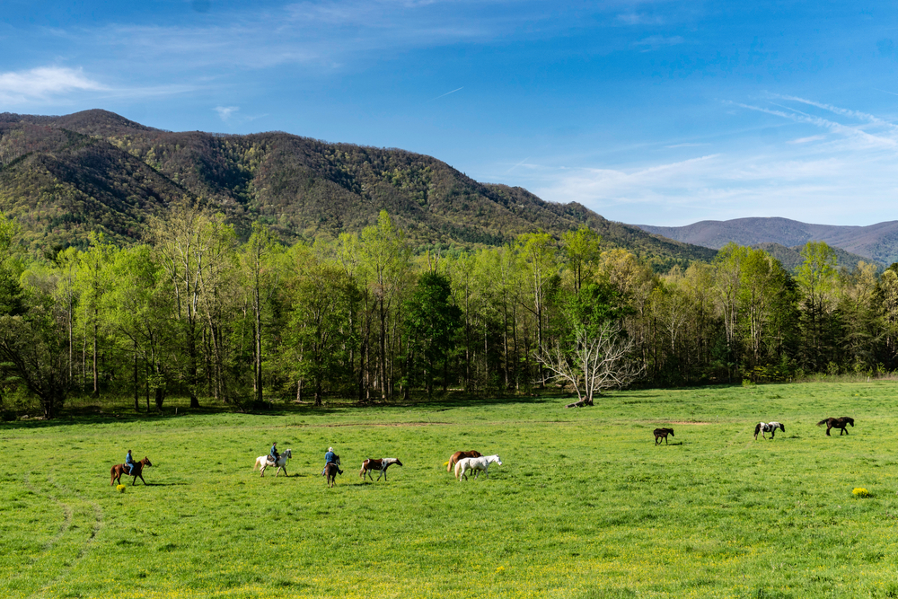 horseback riding cades cove