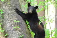 bear in the smoky mountains