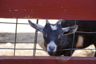 animal attractions sevierville tn