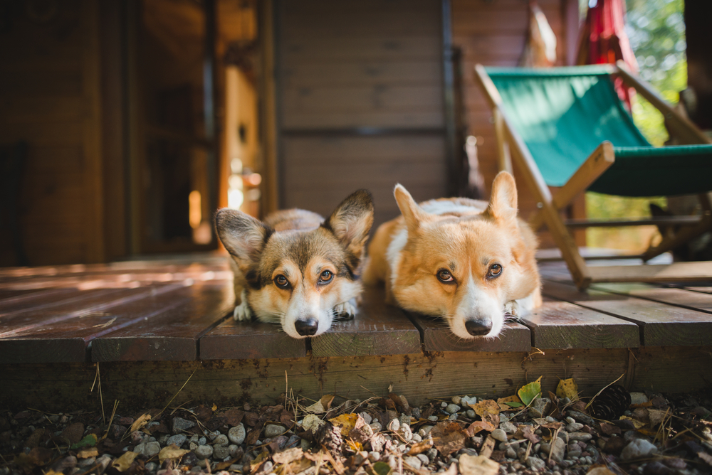 dogs on pet friendly cabin porch