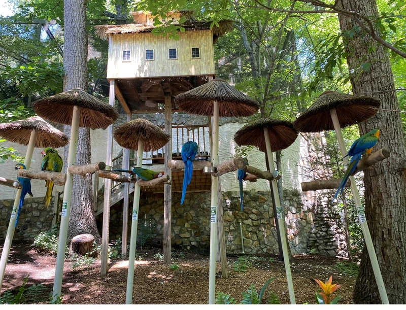 parrot mountain pigeon forge